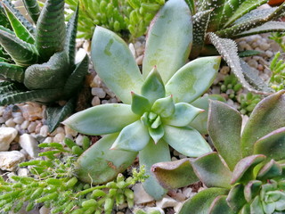 Pot with succulents. Flower garden with Eheveria and Haworthia. Close-up of the colorful succulents
