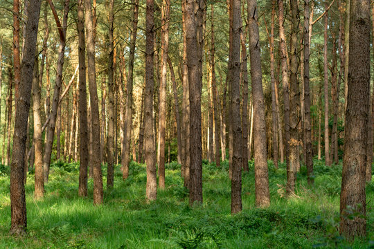 Kempen forest in Brabant, Netherlands, healthy walking in sunny day in pine forest with green grass © barmalini