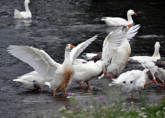 The geese swim in the river