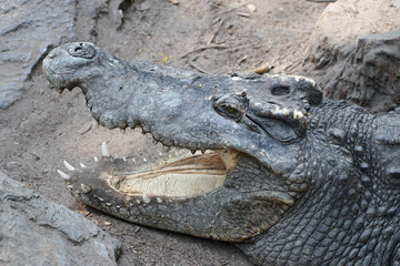 saltwater crocodile