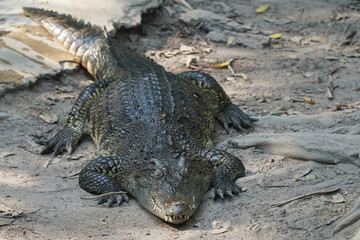 saltwater crocodile