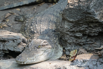 saltwater crocodile