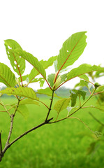 Mitragyna speciosa leaf (kratom)