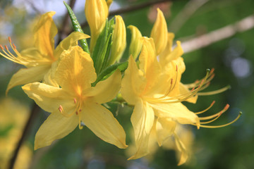 Azalea the Pontic. Yellow flowers. Rhododendron luteum