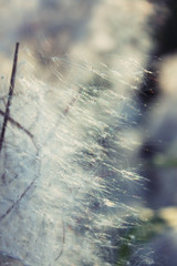 fluffy white flower. seeds with umbrella