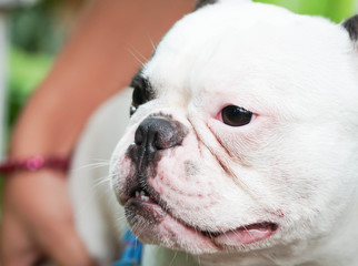 French bulldog puppy