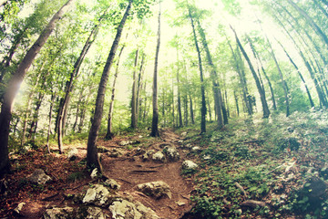 A walk in a nice green forest. It is beautiful out. The sun is shining through the leaves of the treetops.
