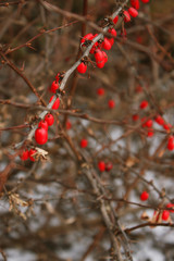 barberry, red berries on a prickly dry brown branch