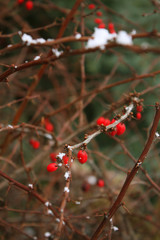 barberry, red berries on a prickly dry brown branch