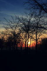 trees without leaves on sunset background