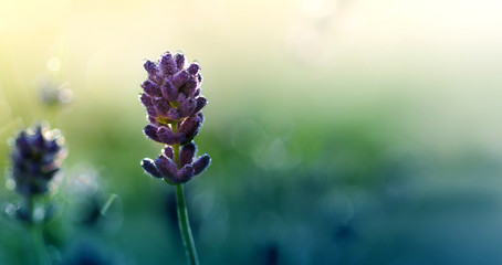 Lavender flowers in early morning