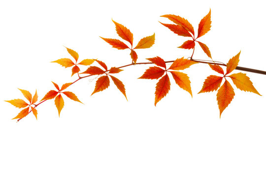 Branch of colorful autumn leaves isolated on a white background. Virginia creeper.
