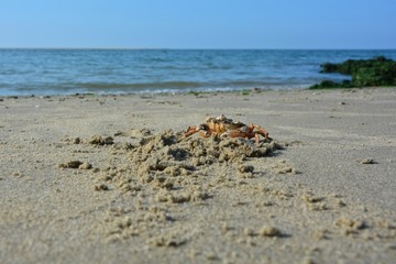 Fototapeta na wymiar Krabbe im Sand am Strand vor Welle mit blauem Himmel