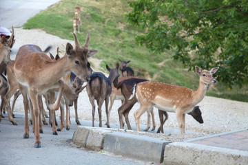 Naklejka na ściany i meble A herd of deer is crossing the street.