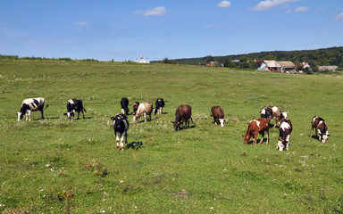 Fototapeta premium Herd of cattle