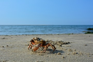 Strandkrabbe am Sandstrand vor Welle mit blauem Himmel