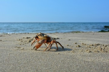 Große Strandkrabbe im Sand an der Nordseeküste mit blauem Himmel