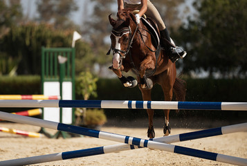 Jockey on her horse leaping over a hurdle, jumping over hurdle on competition