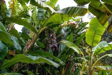 Im Botanico in Puerto de la Cruz auf Tenriffa