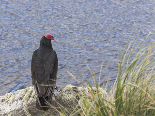 Turkey Buzzard on Falkland headland