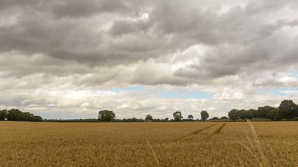 Field in Somerset England A, Cloudscape before Rain, summer 2018