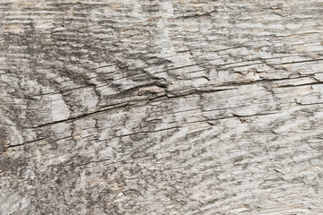 Texture of an old rough natural gray wood panel for background.