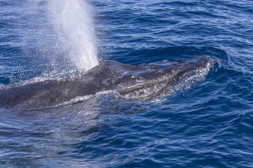 Humpback Whale blowout