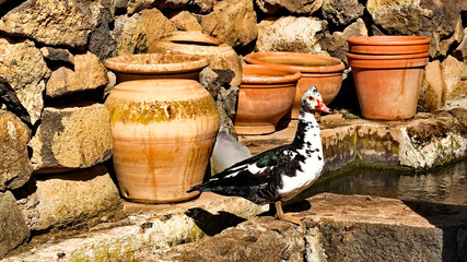 Enten die sich wohlfühlen auf Teneriffa