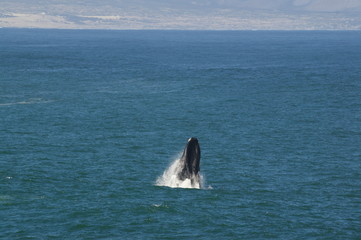 Fototapeta premium Walfisch