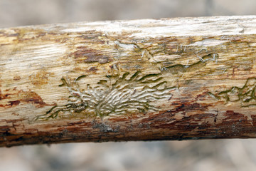 The track on the wood from the bark beetle
