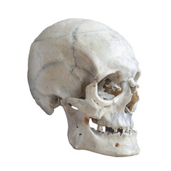 Human skull isolated on white.