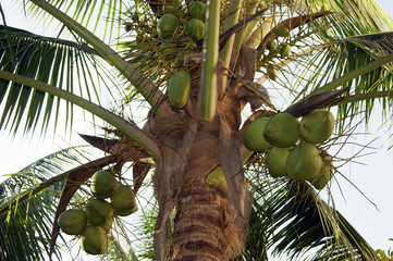 Coconut palm against the sky. Green fruit.