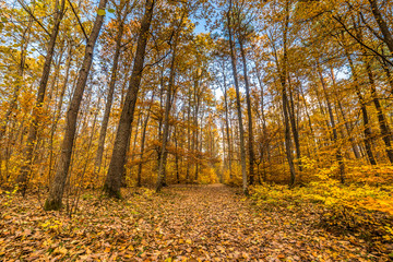 Obraz premium Landscape of autumn park, path with fallen leaves, yellow scenery, outdoors