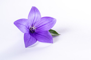 Elegant small boutonniere from purple balloon flower, fresh cut flower decoration isolated close up