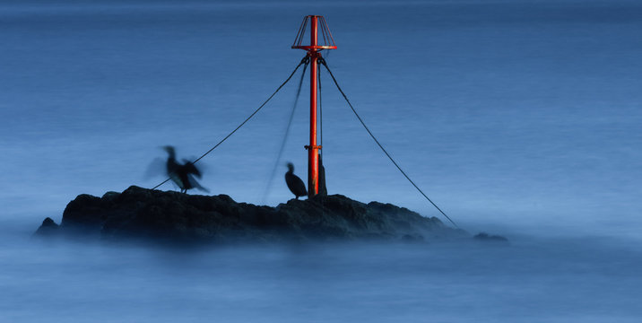 Seabirds, Looe, Cornwall