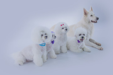 There are four white dogs in a studio and they're having a photo shoot.