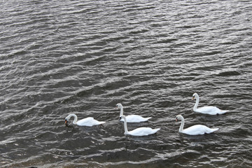 Swans at Berwick-upon-Tweed