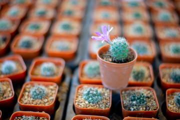 background cactus  in pot