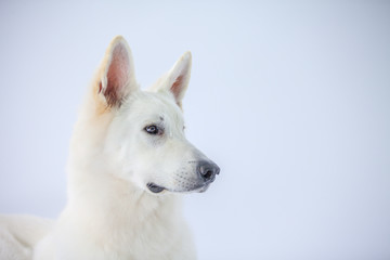 A white dog is acting very serious.