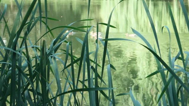 Thickets of coastal plants on the shore of the lake, background