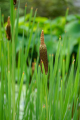 green water plant stem with brown bud