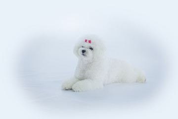 A white puppy with a pink ribbon is sitting down.