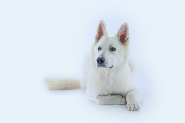 A big white dog is bored and is sitting down in the studio.