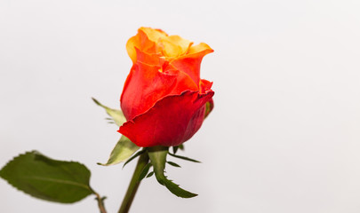 Beautiful Red Orange Rose