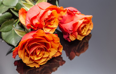 Beautiful Red Orange Roses 5
