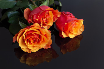 Beautiful Red Orange Roses 6
