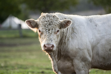 Young Charolais Bull