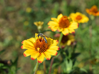 Insect on zinnia flower