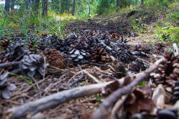 forest and cones