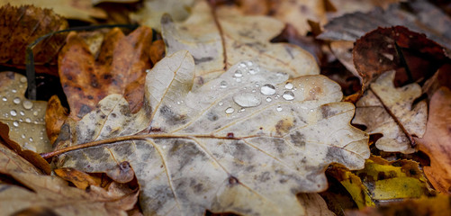 Drops of rain on an oak leaf. Autumn dry leaves on the ground_